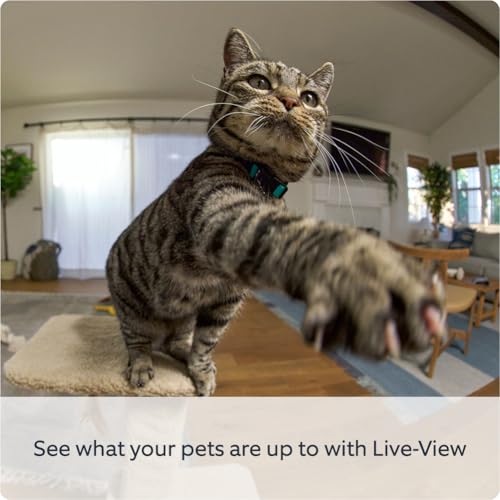 Introducing Ring Pan-Tilt Indoor Camera | Plug-In Pet Security Camera | 360° pan & 169° tilt coverage, Manual Privacy Cover, HD video, Two-Way Talk, Wi-Fi | 30-day free trial of Ring Protect