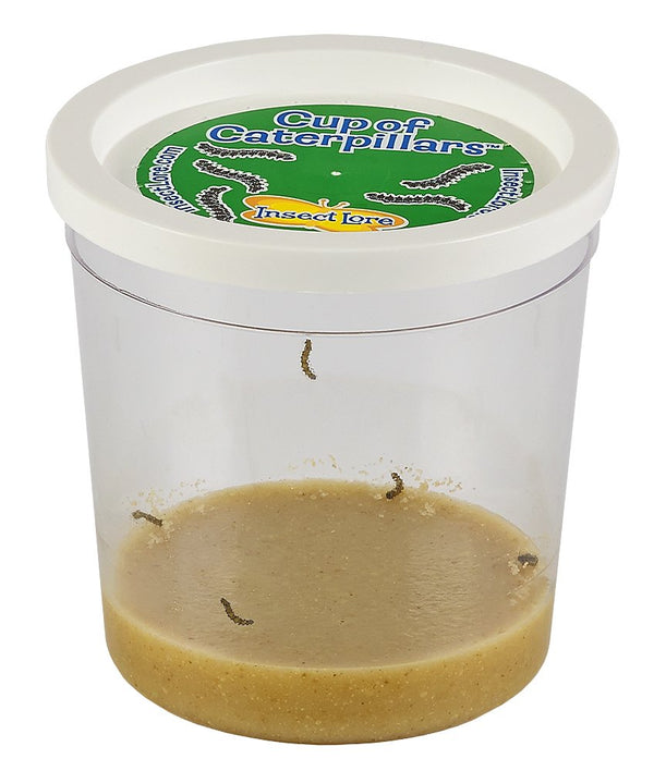 Refill Cup of Caterpillars (no voucher to redeem!)