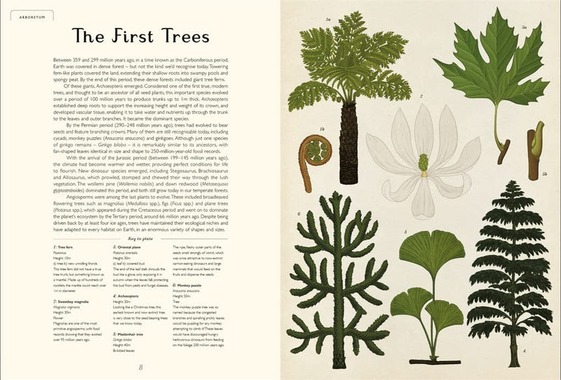 Arboretum: by Tony Kirkham and illustrator Katie Scott (Welcome To The Museum)