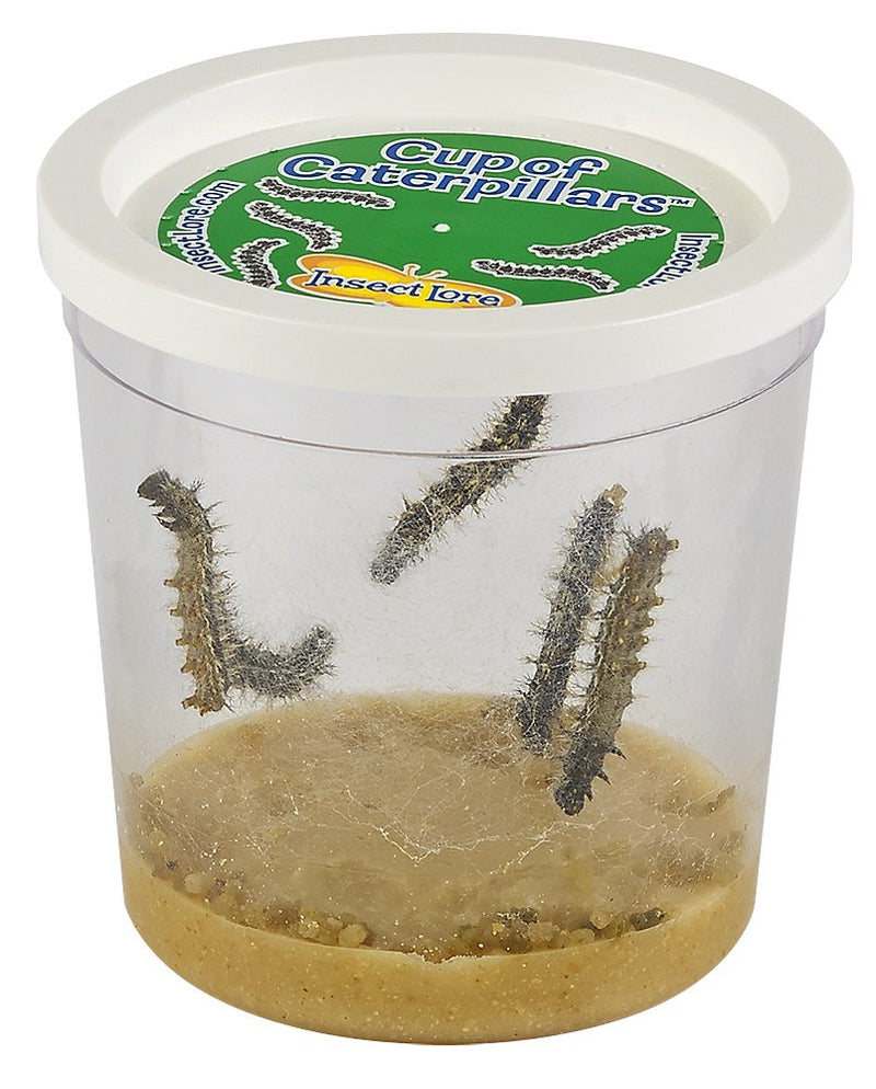 Refill Cup of Caterpillars (no voucher to redeem!)