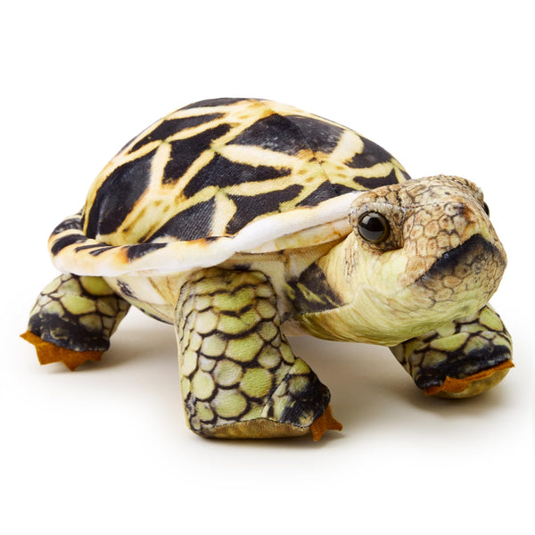 Zappi Co - Children's Realistic Soft Cuddly Plush Toy Animal - Perfect Playtime Companions for Children with Lifelike Detail featured Tiktok (26cm Length) (Indian Star Tortoise)