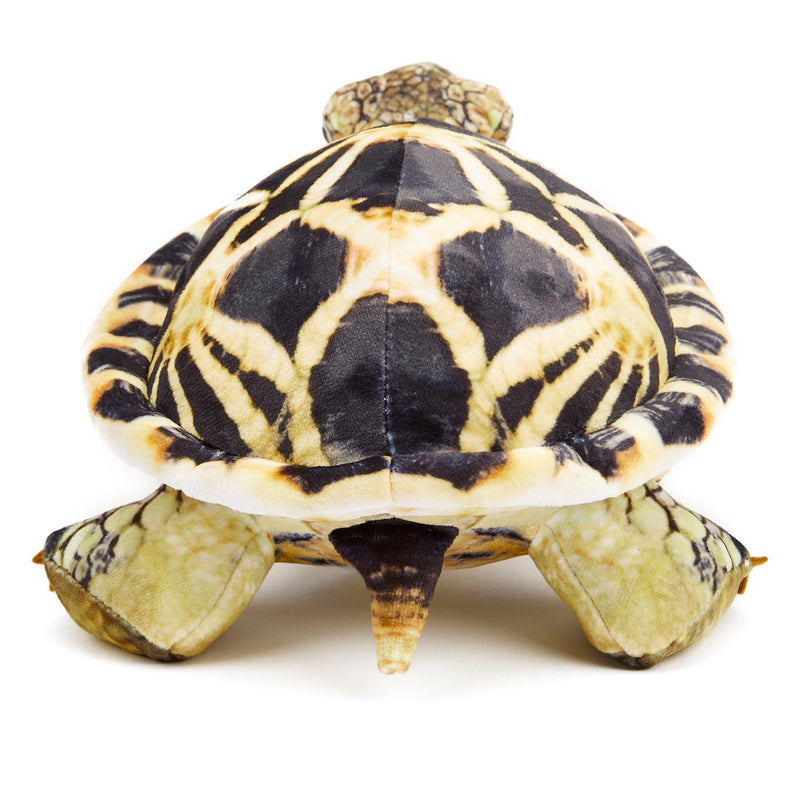 Zappi Co - Children's Realistic Soft Cuddly Plush Toy Animal - Perfect Playtime Companions for Children with Lifelike Detail featured Tiktok (26cm Length) (Indian Star Tortoise)