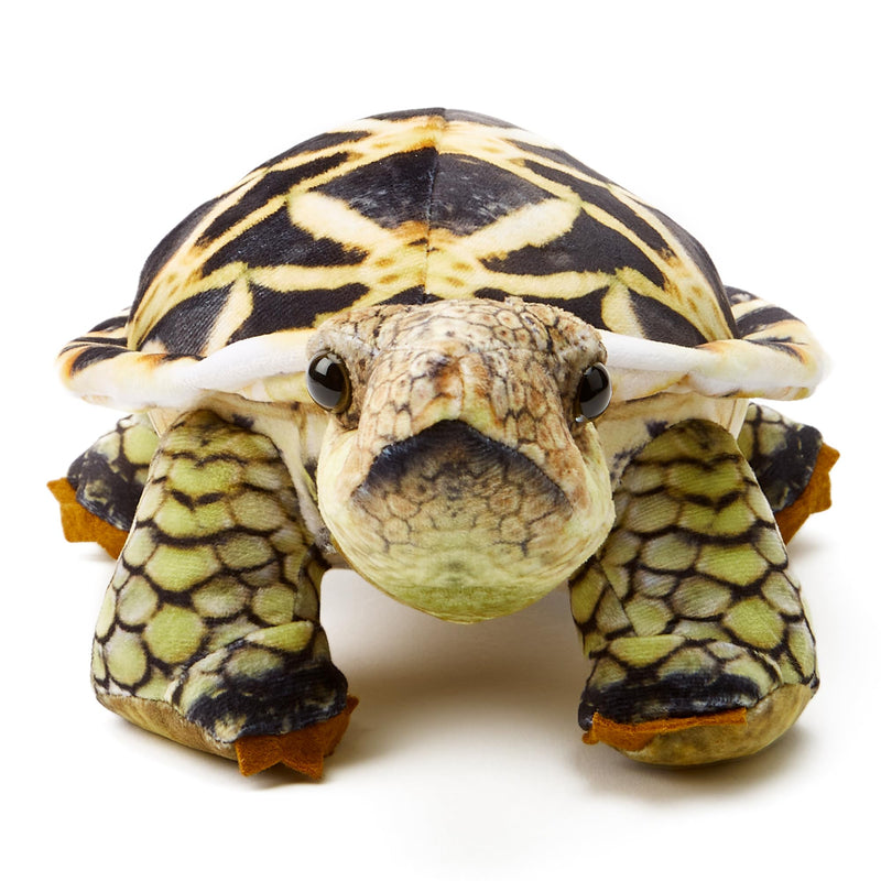 Zappi Co - Children's Realistic Soft Cuddly Plush Toy Animal - Perfect Playtime Companions for Children with Lifelike Detail featured Tiktok (26cm Length) (Indian Star Tortoise)